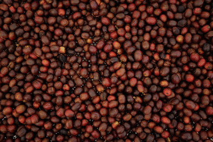 Colombia - Herbert Peñaloza's 575 Gesha