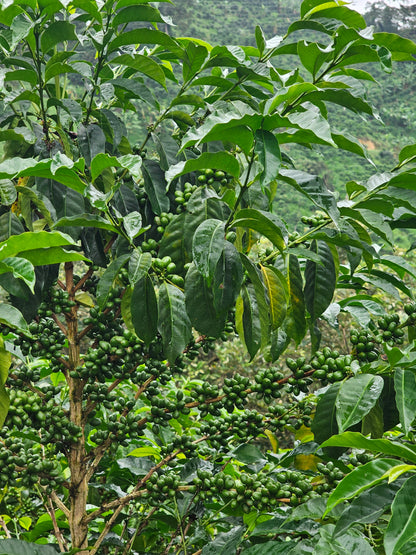 Colombia - La Soledad #9 - Ají [25/26]