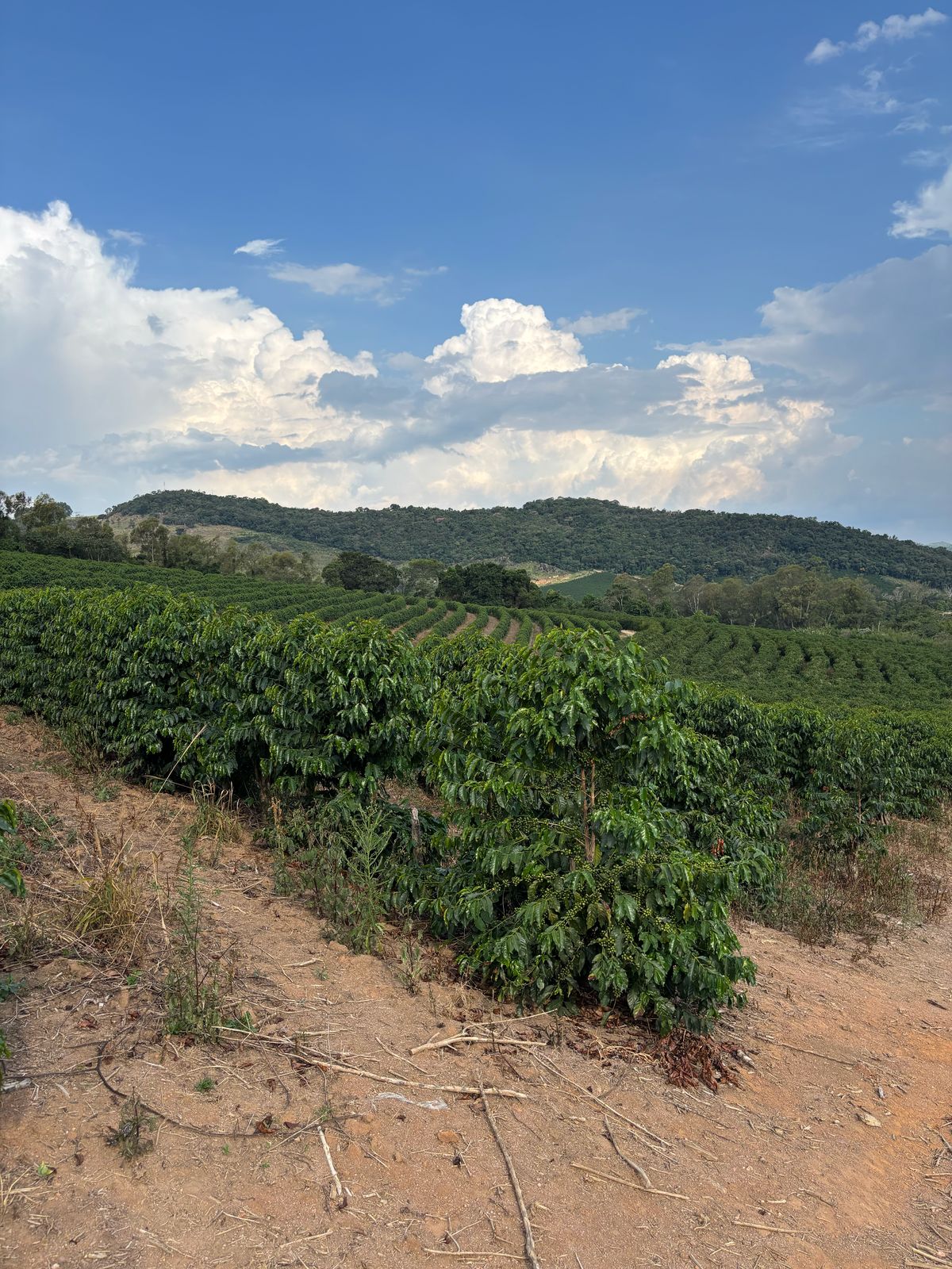 Brazil - Patricia Coelho Special Prep Espresso