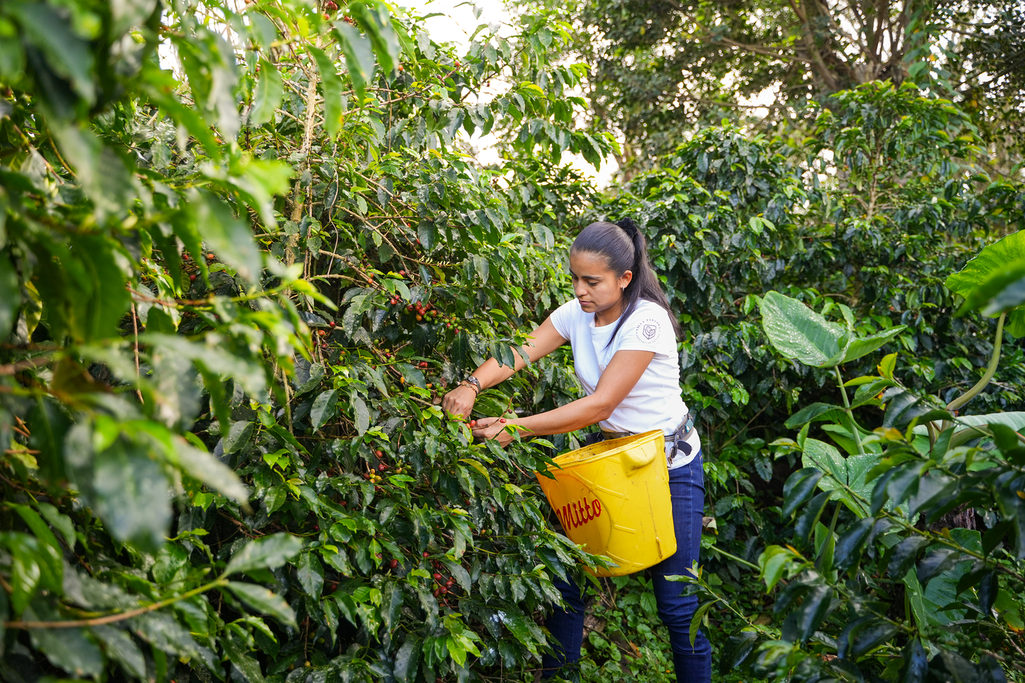 Colombia - Yulieth Mora's Ají