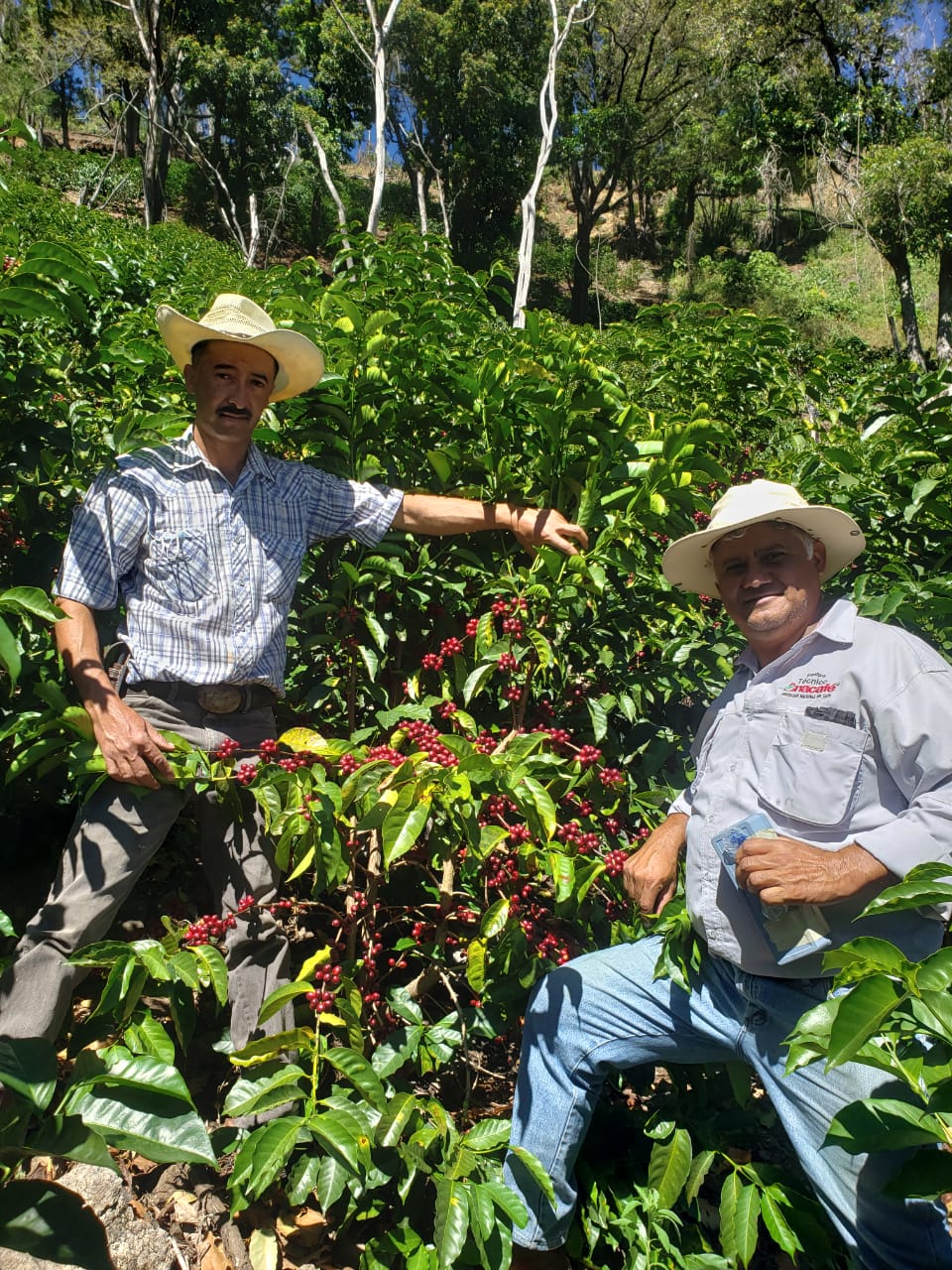 Guatemala - Fredy Orantes' Buena Vista Pacamara