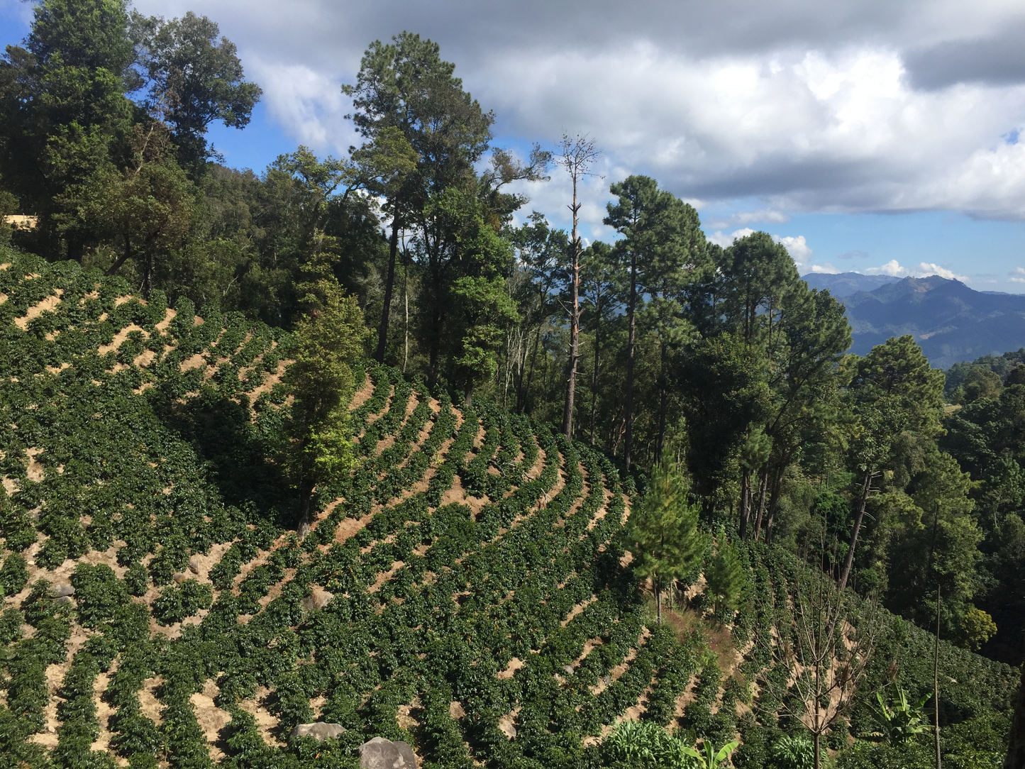 Guatemala - Fredy Orantes' Buena Vista Pacamara