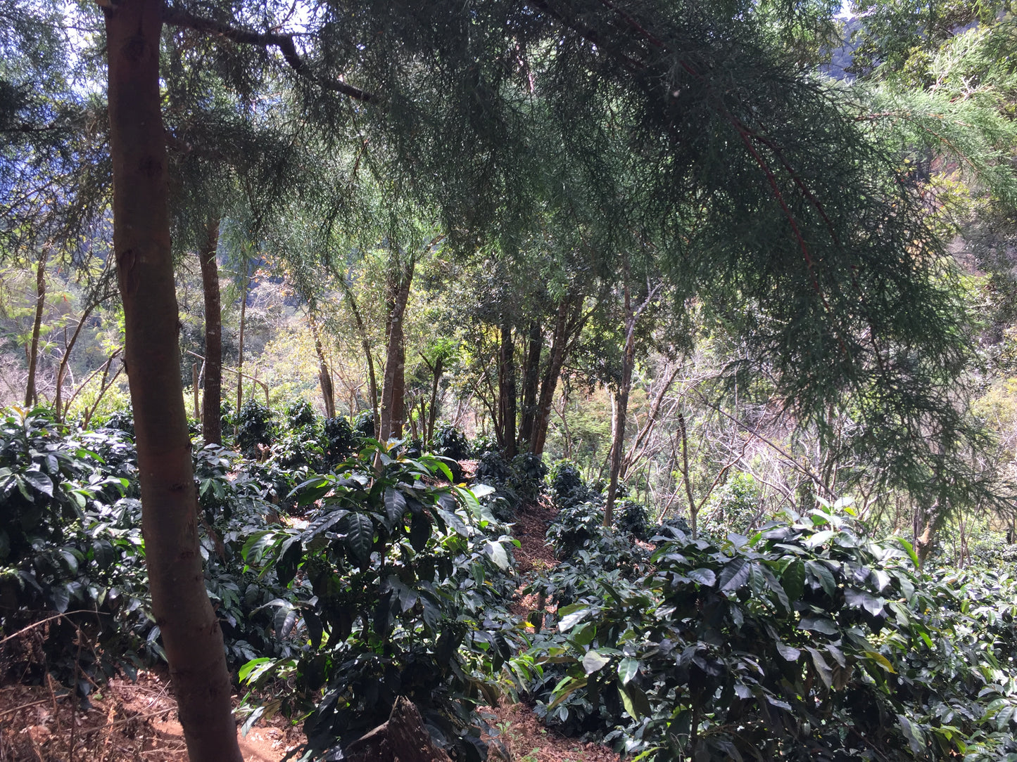 Guatemala - Fredy Orantes' Buena Vista Pacamara