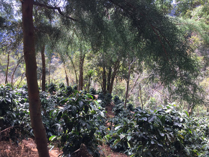 Guatemala - Fredy Orantes' Buena Vista Pacamara