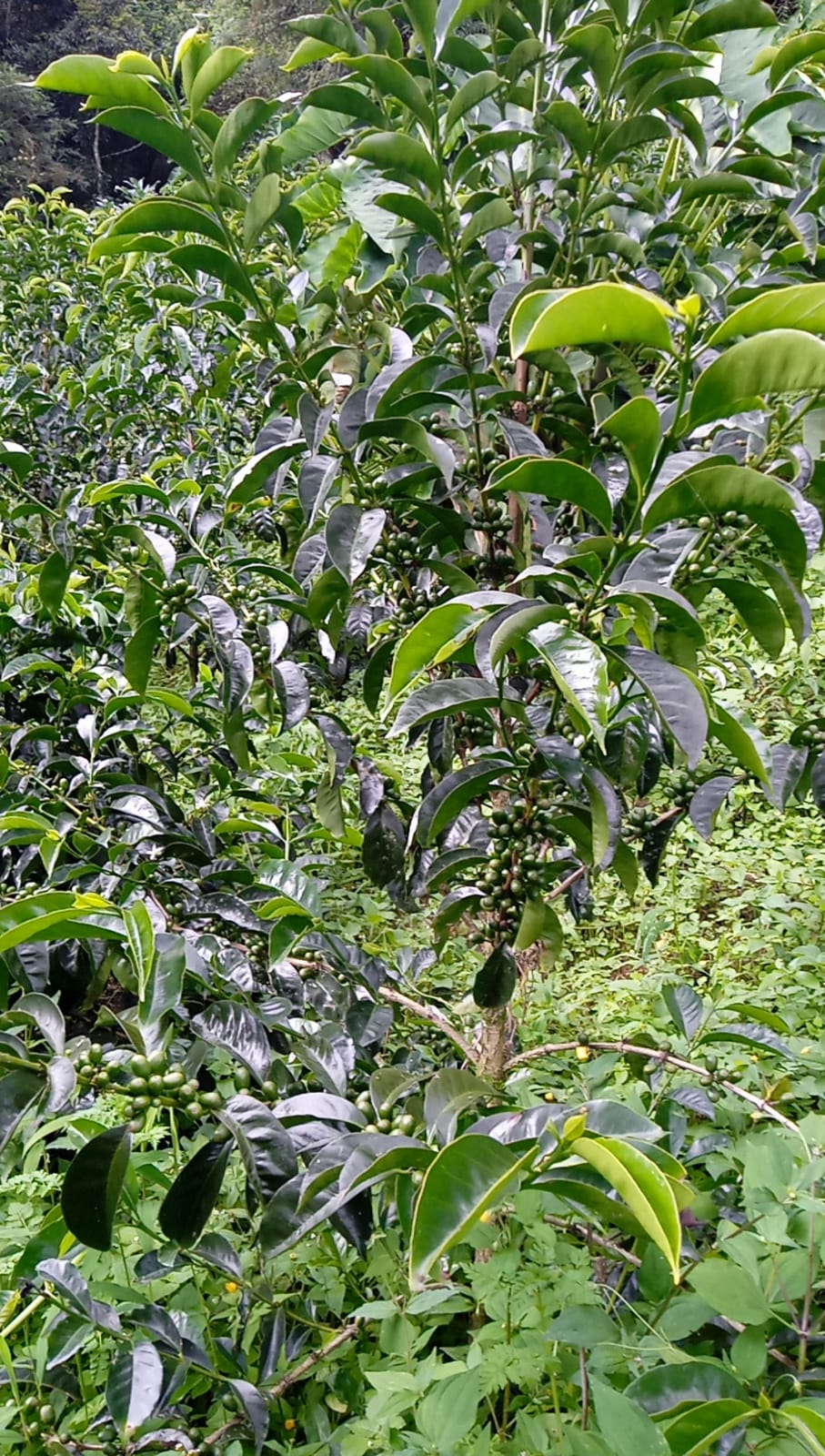 Peru - Cumaccha Espresso