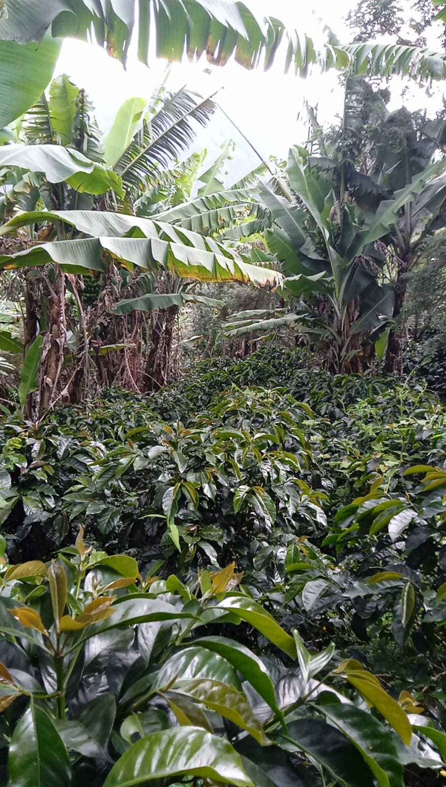 Peru - Cumaccha Espresso