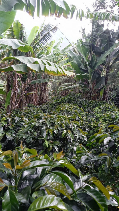 Peru - Cumaccha Espresso