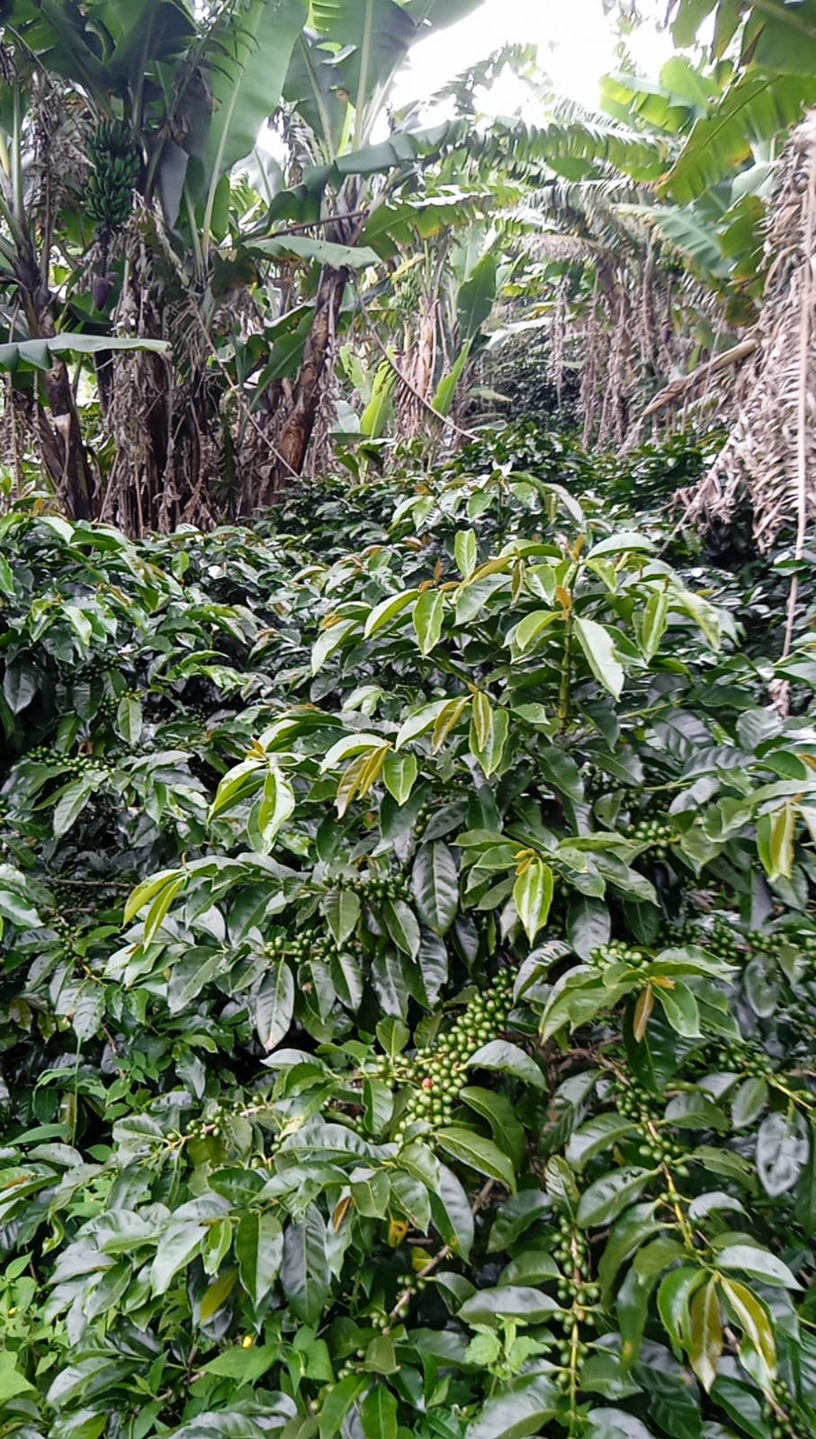 Peru - Cumaccha Espresso