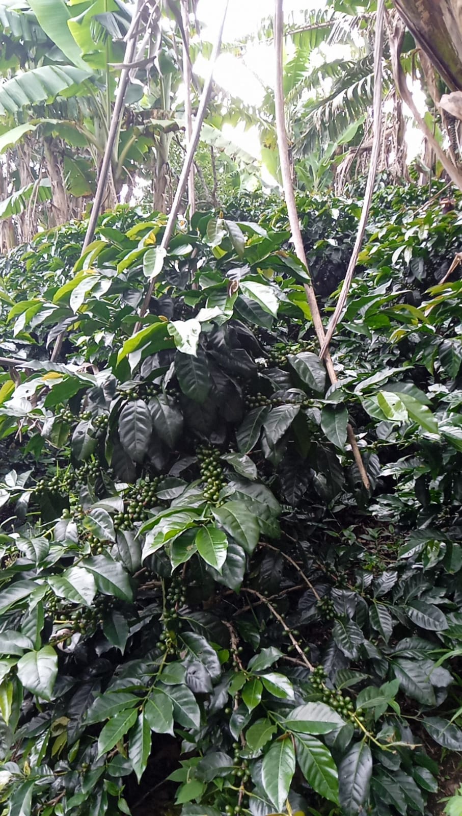 Peru - Cumaccha Espresso