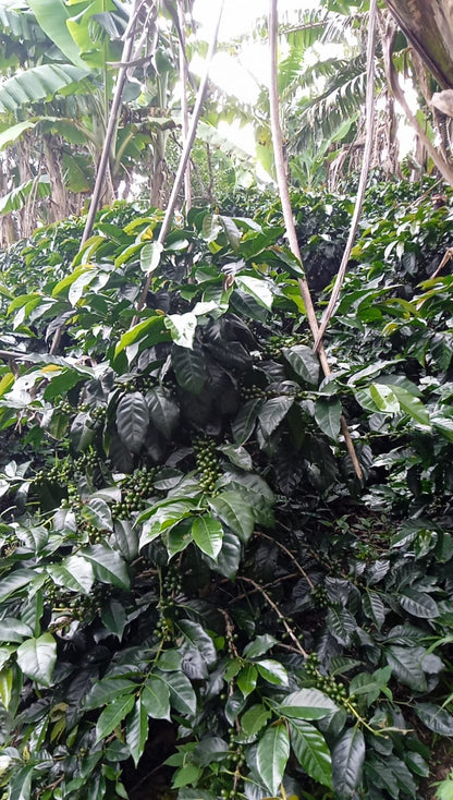Peru - Cumaccha Espresso