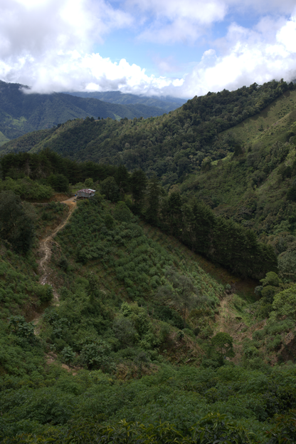 Costa Rica - Los Toños Java