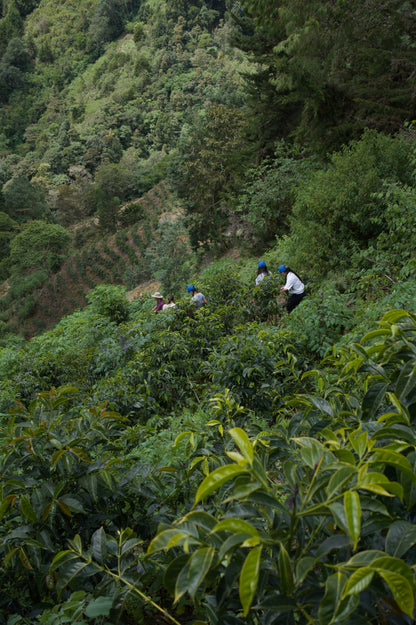 Costa Rica - Corazón de Jesús "Los Toños" Java