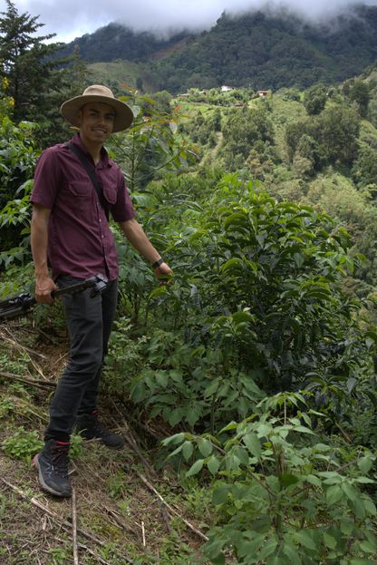 Costa Rica - Los Toños Java