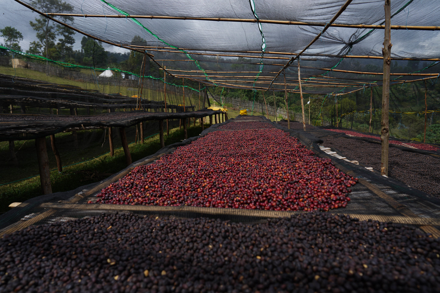 Ethiopia - Rumudamo Natural [24/25]