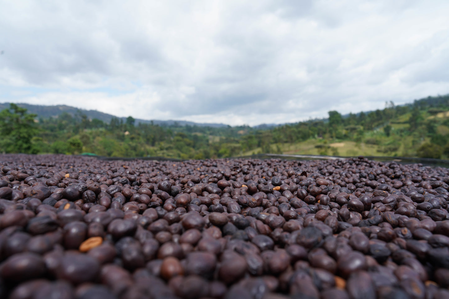 Ethiopia - Rumudamo Natural [24/25]