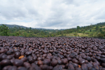Ethiopia - Rumudamo Natural [24/25]