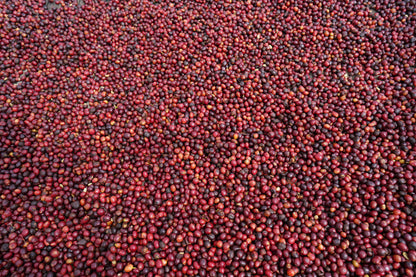 Ethiopia - Rumudamo Natural [24/25]