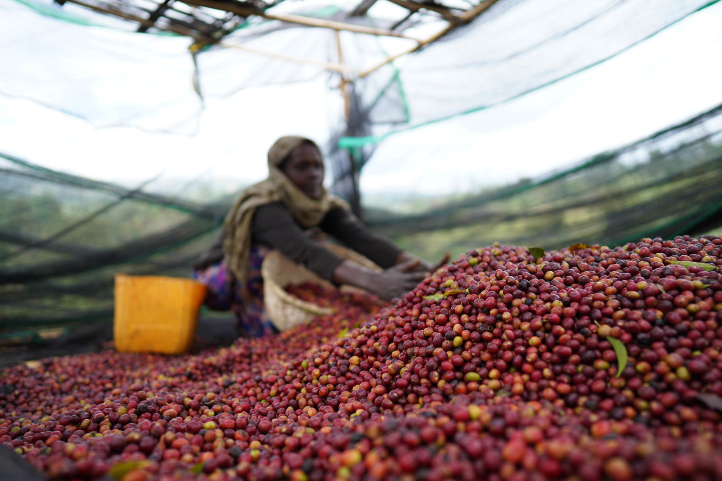 Ethiopia - Rumudamo Natural [24/25]