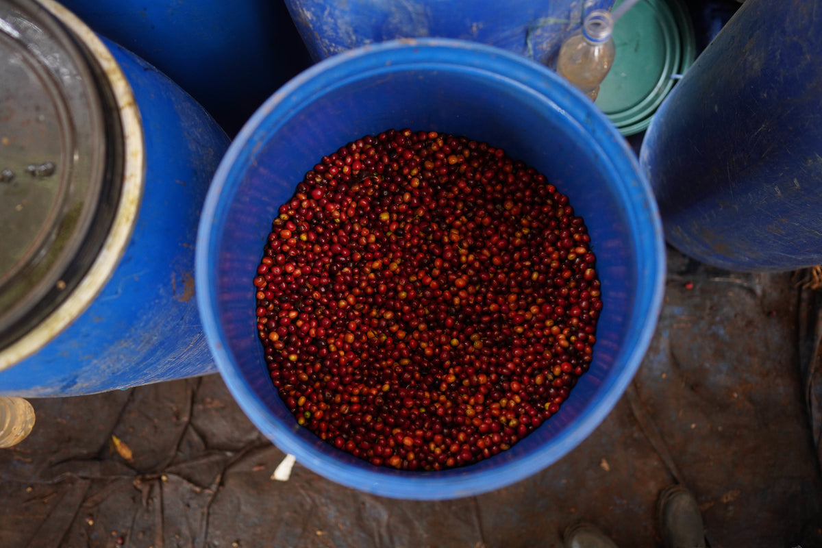 Ethiopia - Rumudamo Anoxic Washed [25/26]