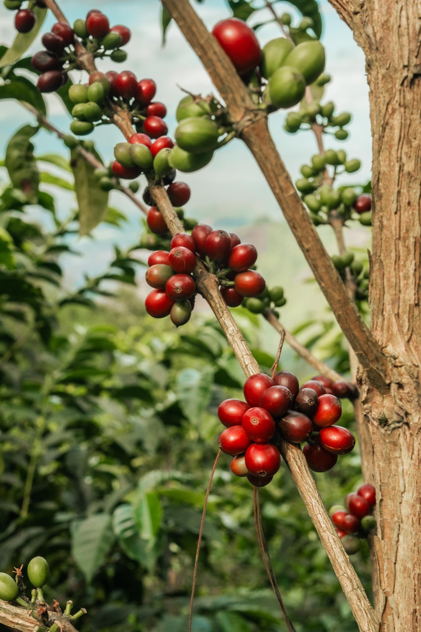 Peru - Las Etiopes Gesha Lot #14