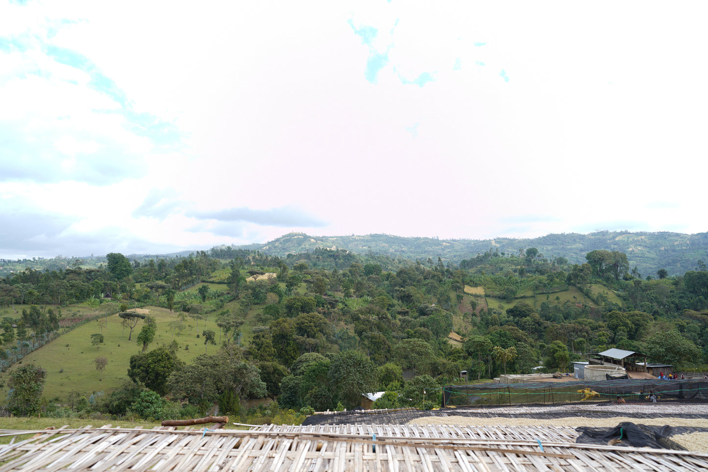 Ethiopia - Rumudamo Natural [24/25]