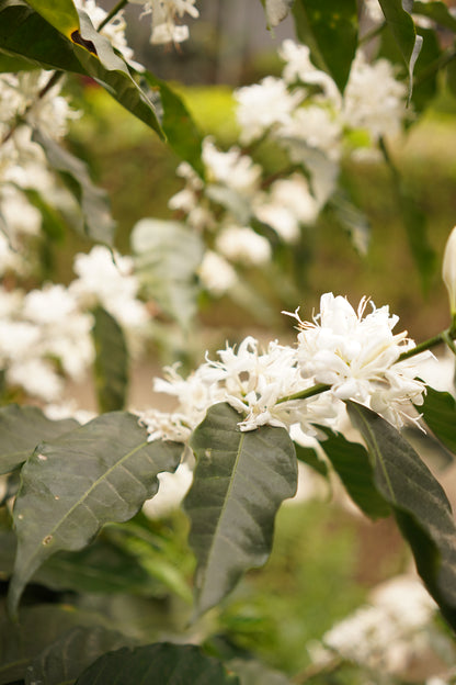 Costa Rica - Corazón de Jesús "Los Toños" Java