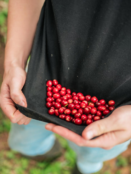 Peru - Las Etiopes Ethiopian "Heirloom" FW Lot #33