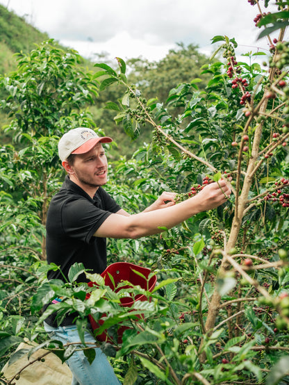 Peru - Las Etiopes Gesha Lot #14