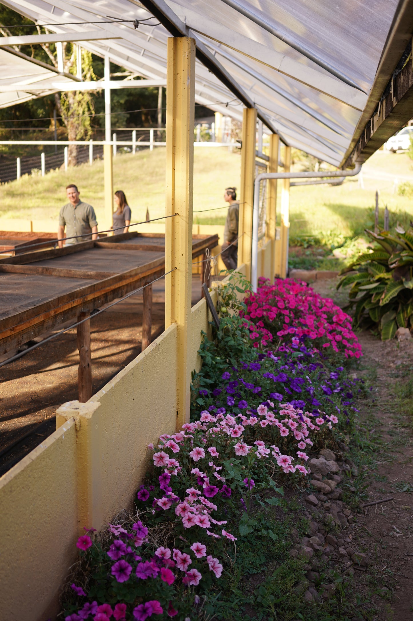 Costa Rica - Las Margaritas 26 H-17