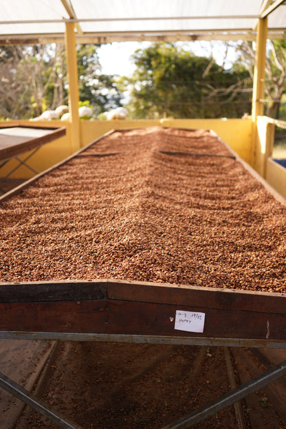 Costa Rica - Las Margaritas 26 H-17