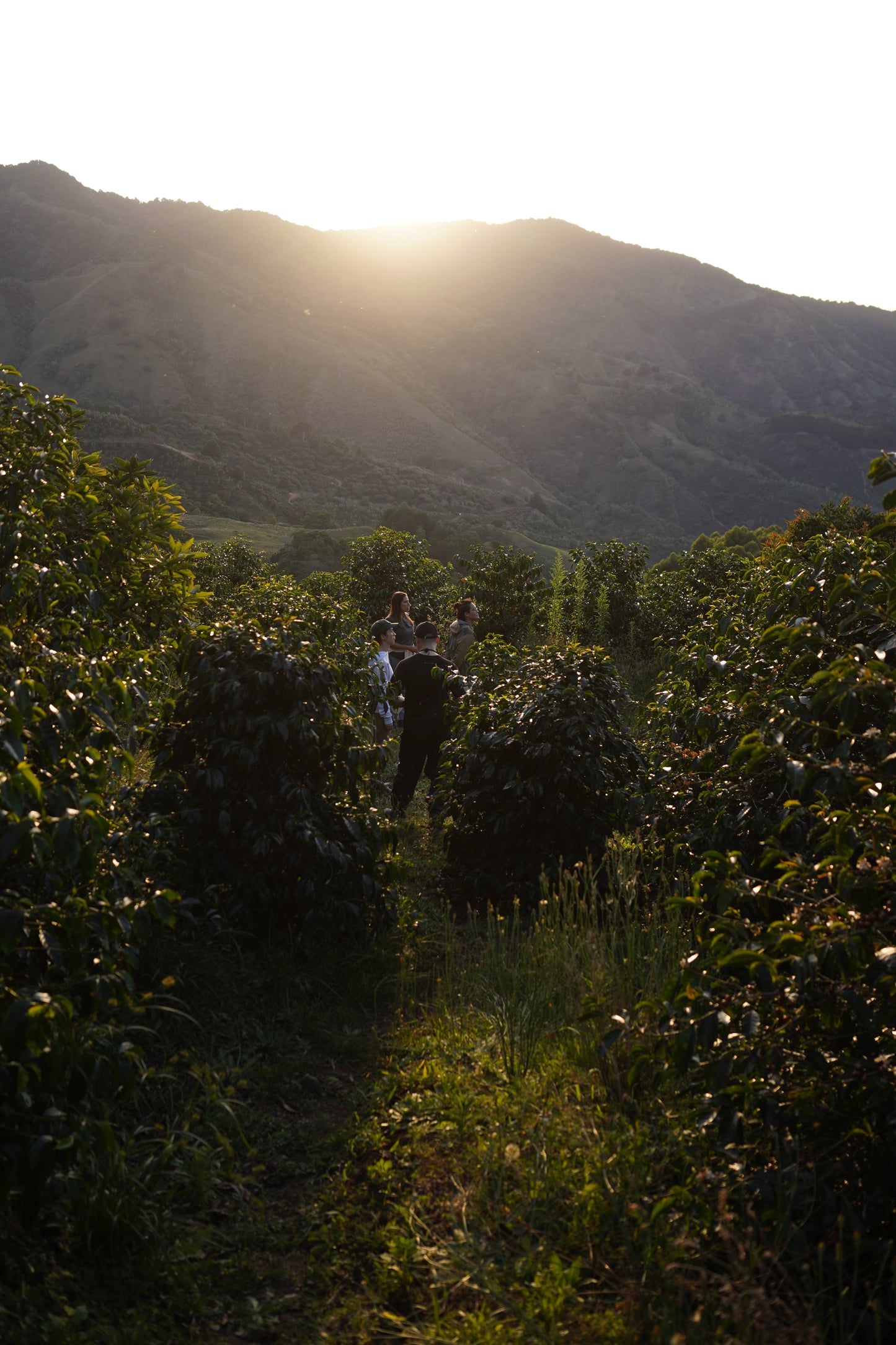 Costa Rica - Las Margaritas 26 H-17