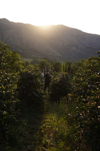 Costa Rica - Las Margaritas 26 H-17