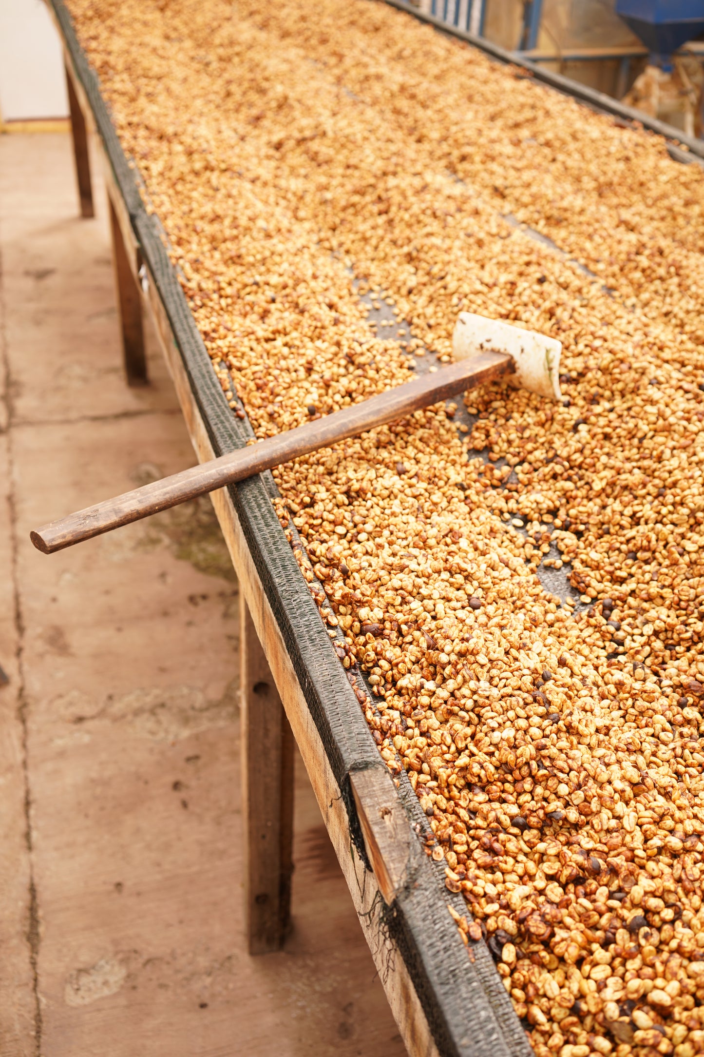 Costa Rica - Las Margaritas 26 H-17