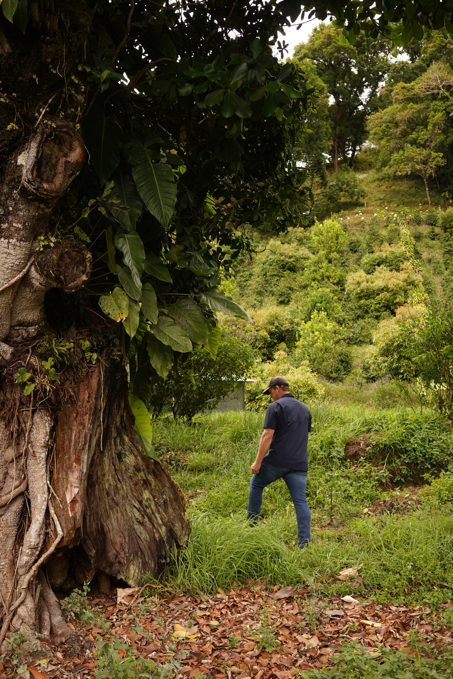 Costa Rica - Las Margaritas 26 H-17