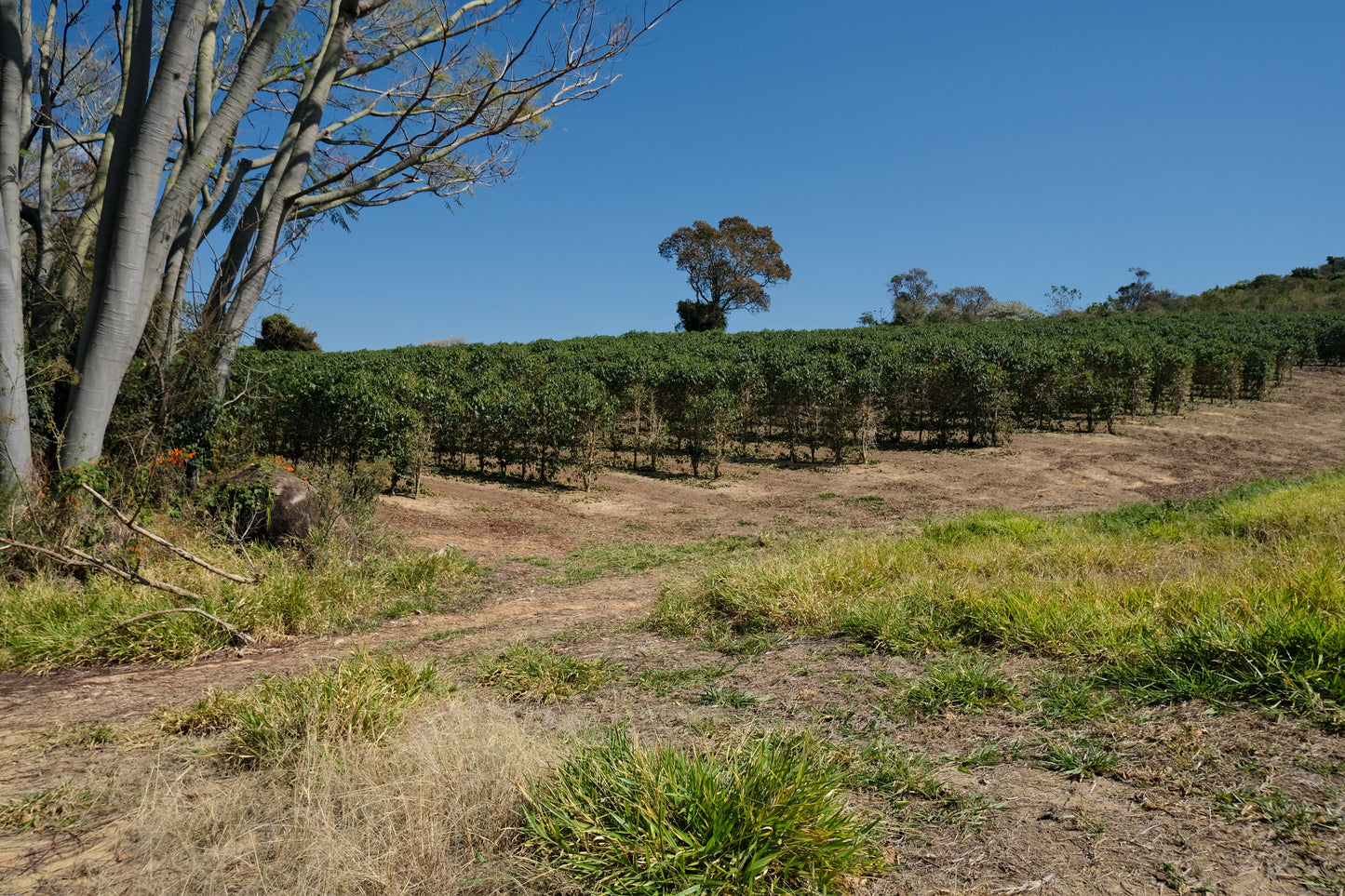 Brazil - Patricia Coelho Special Prep Espresso