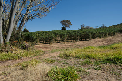 Brazil - Patricia Coelho Special Prep Espresso