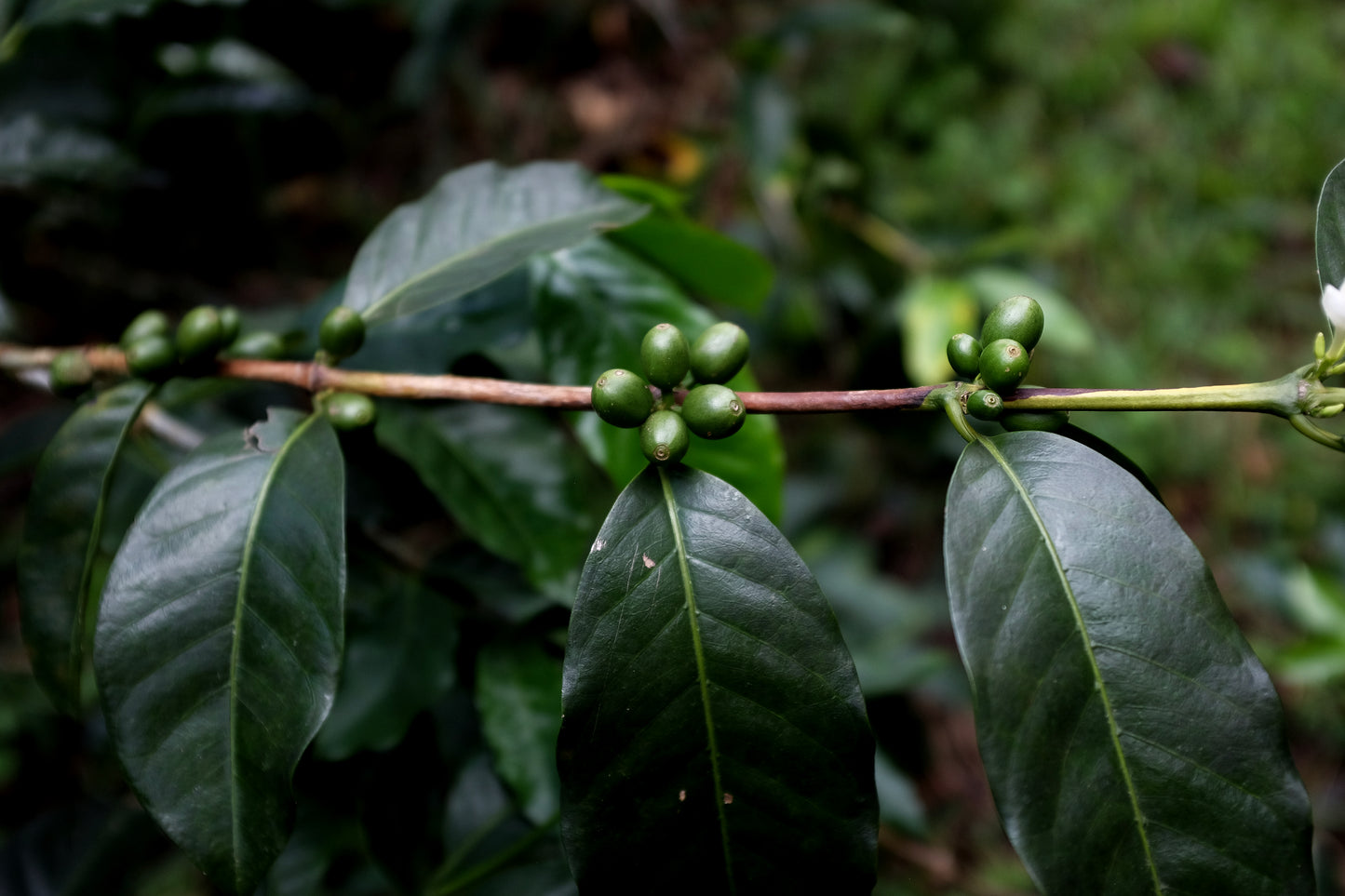 Colombia - Yoiner Mosquera's Rosado
