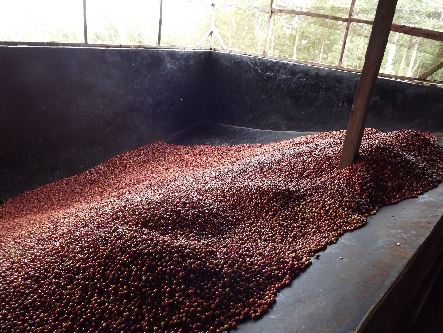 Kenya - Gatomboya AA [24/25]