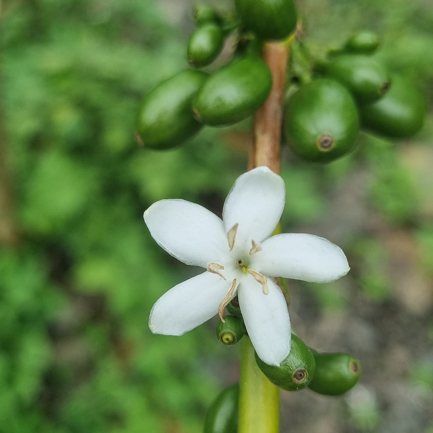 Peru - Edwin Herrera Ocampo's SL9