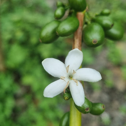 Peru - Edwin Herrera Ocampo's SL9