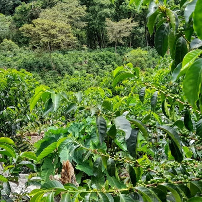 Peru - Edwin Herrera Ocampo's SL9