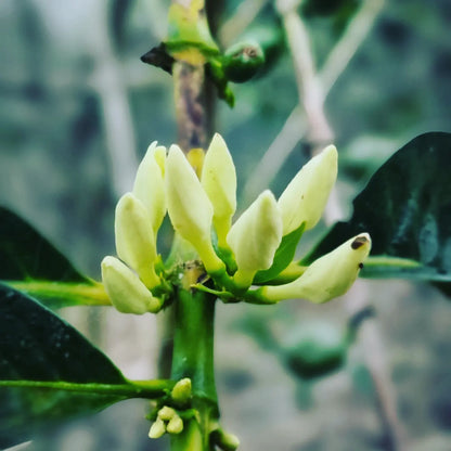 Peru - Edwin Herrera Ocampo's SL9