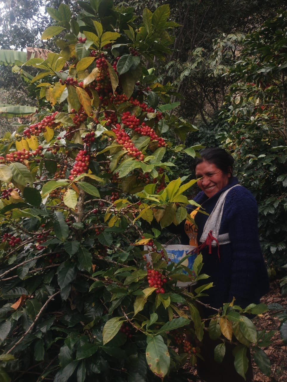 Peru - Elzer García Ticlahuanca