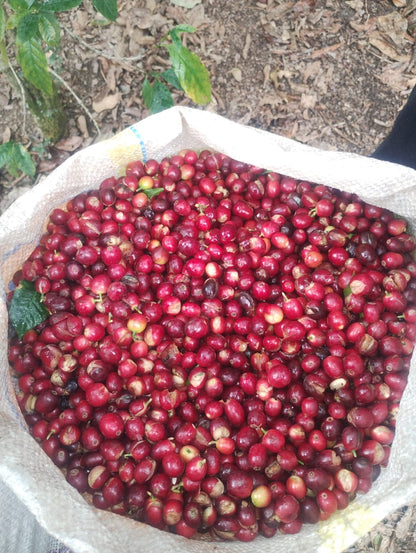 Peru - Elzer García Ticlahuanca