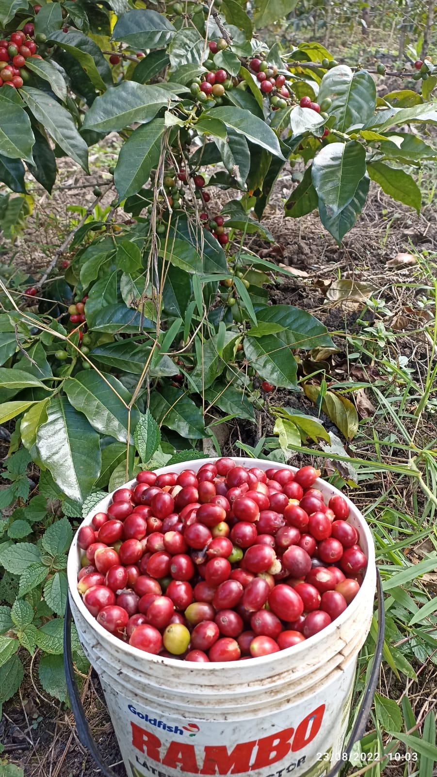 Interval Espresso