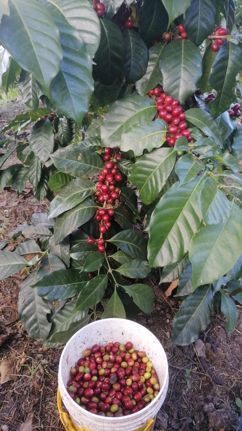 Interval Espresso