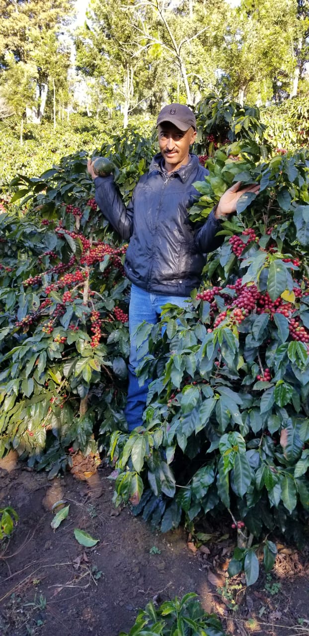 Guatemala - Fredy Orantes' Buena Vista Pacamara