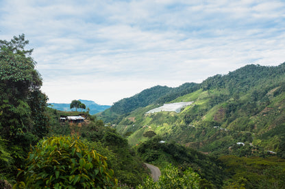 Colombia - Durley Sánchez's Rosado