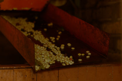 Colombia - Yoiner Mosquera's Rosado