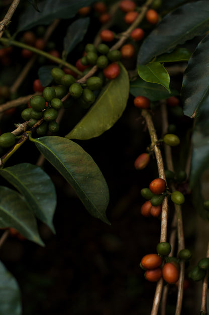 Colombia - Yoiner Mosquera's Rosado